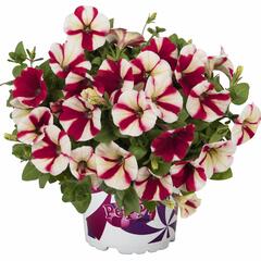 Petúnie 'Peppy Hot Red' - Petunia hybrida 'Peppy Hot Red'