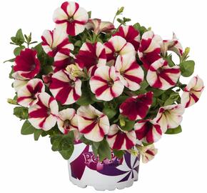 Petúnie 'Peppy Hot Red' - Petunia hybrida 'Peppy Hot Red'