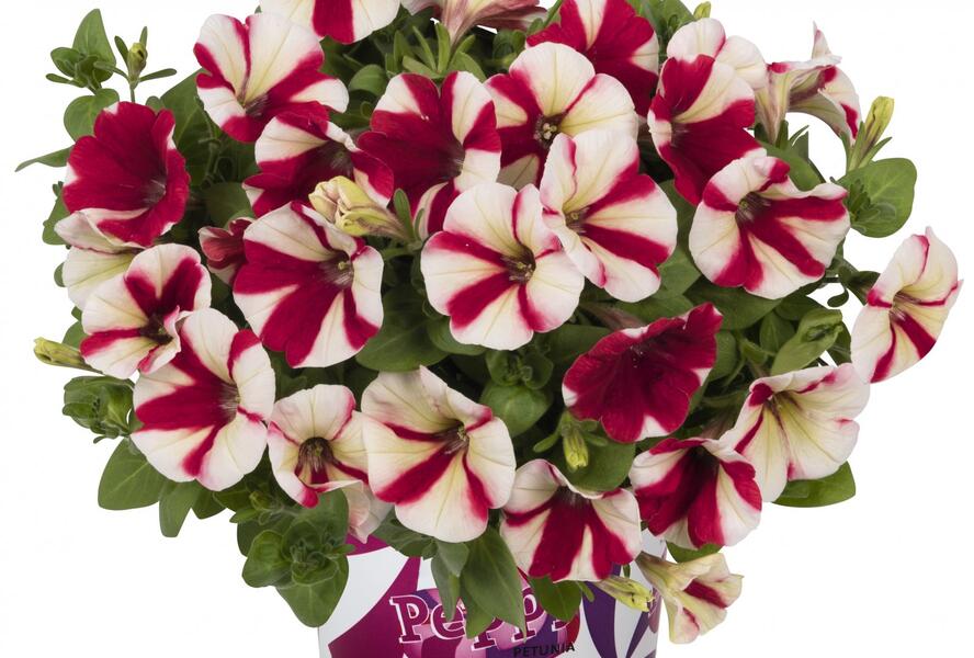 Petúnie 'Peppy Hot Red' - Petunia hybrida 'Peppy Hot Red'