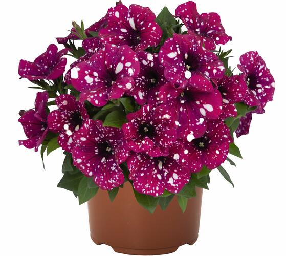 Petúnie 'Surprise Sparkling Magenta' - Petunia hybrida 'Surprise Sparkling Magenta'