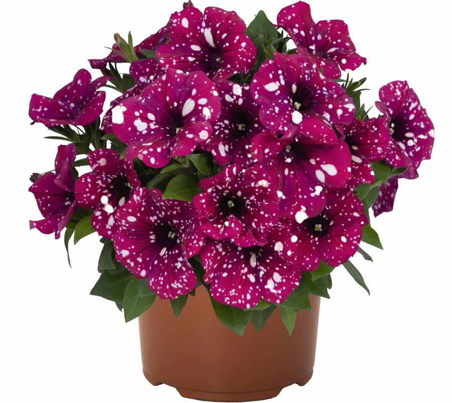 Petúnie 'Surprise Sparkling Magenta' - Petunia hybrida 'Surprise Sparkling Magenta'