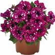 Petúnie 'Surprise Sparkling Magenta' - Petunia hybrida 'Surprise Sparkling Magenta'