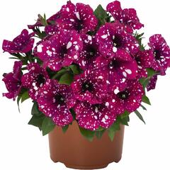 Petúnie 'Surprise Sparkling Magenta' - Petunia hybrida 'Surprise Sparkling Magenta'