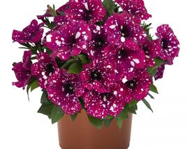 Petúnie 'Surprise Sparkling Magenta'