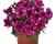 Petúnie 'Surprise Sparkling Magenta'
