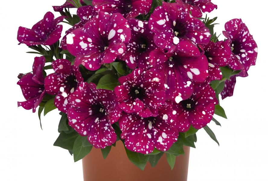 Petúnie 'Surprise Sparkling Magenta' - Petunia hybrida 'Surprise Sparkling Magenta'