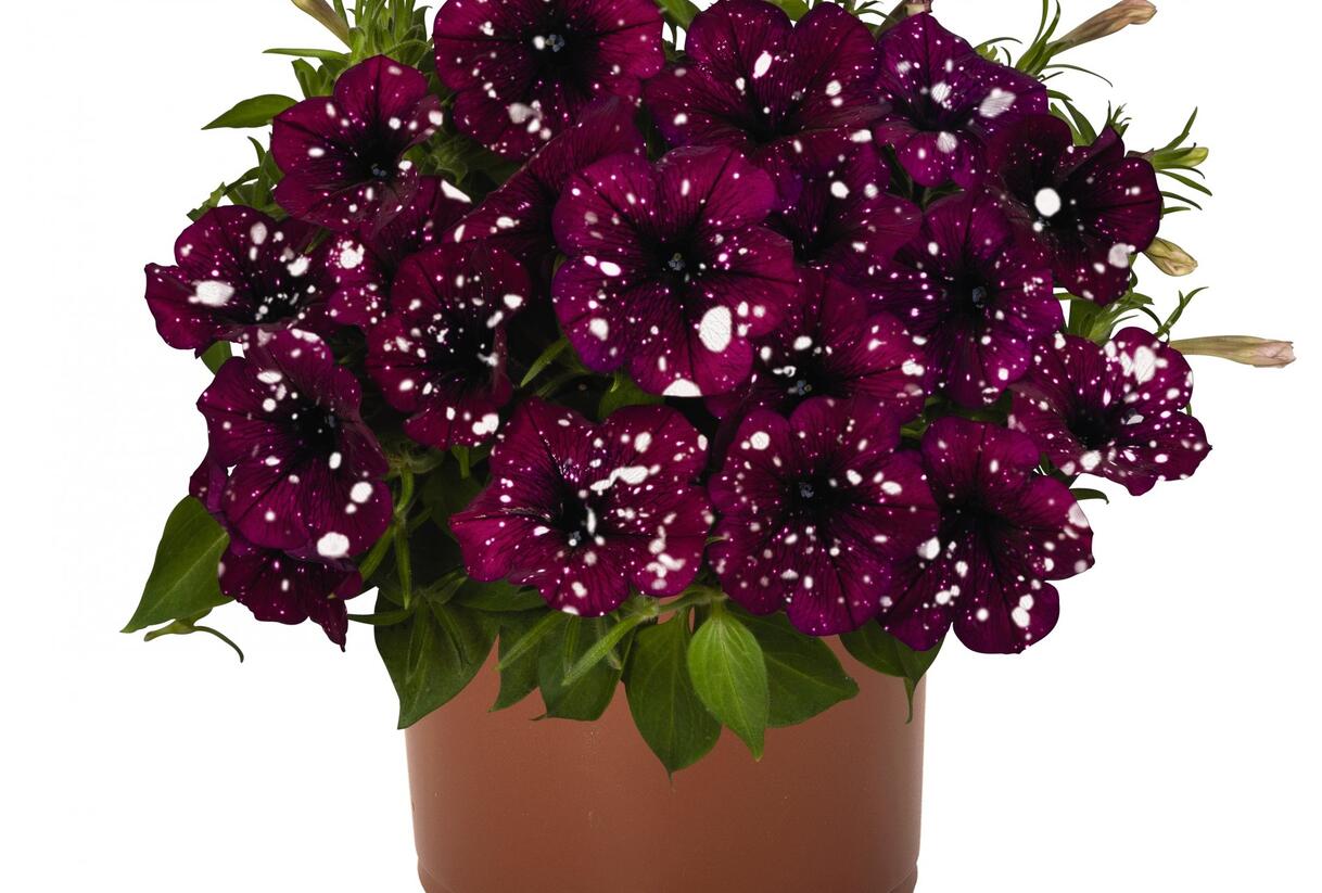 Petúnie 'Surprise Sparkling Burgundy' - Petunia hybrida 'Surprise Sparkling Burgundy'