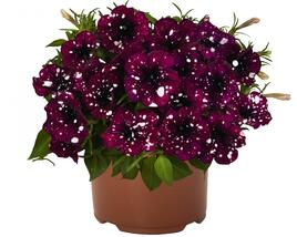 Petúnie 'Surprise Sparkling Burgundy'