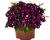 Petúnie 'Surprise Sparkling Burgundy'