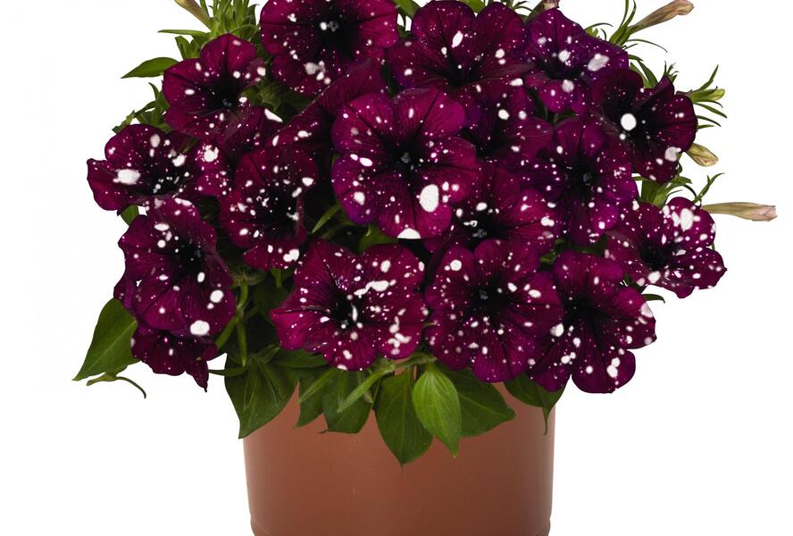 Petúnie 'Surprise Sparkling Burgundy' - Petunia hybrida 'Surprise Sparkling Burgundy'