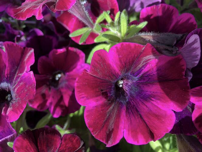 Petúnie 'Sweetunia Johnny Flame' - Petunia hybrida 'Sweetunia Johnny Flame'