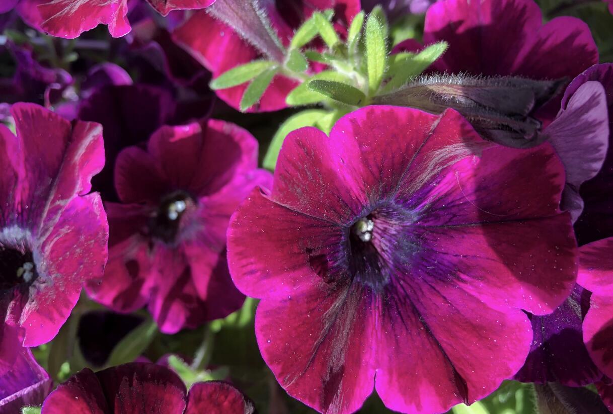 Petúnie 'Sweetunia Johnny Flame' - Petunia hybrida 'Sweetunia Johnny Flame'