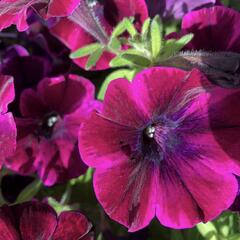 Petúnie 'Sweetunia Johnny Flame' - Petunia hybrida 'Sweetunia Johnny Flame'