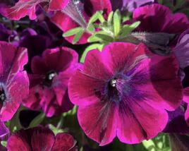 Petúnie 'Sweetunia Johnny Flame'