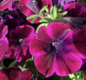 Petúnie 'Sweetunia Johnny Flame' - Petunia hybrida 'Sweetunia Johnny Flame'