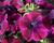 Petúnie 'Sweetunia Johnny Flame'