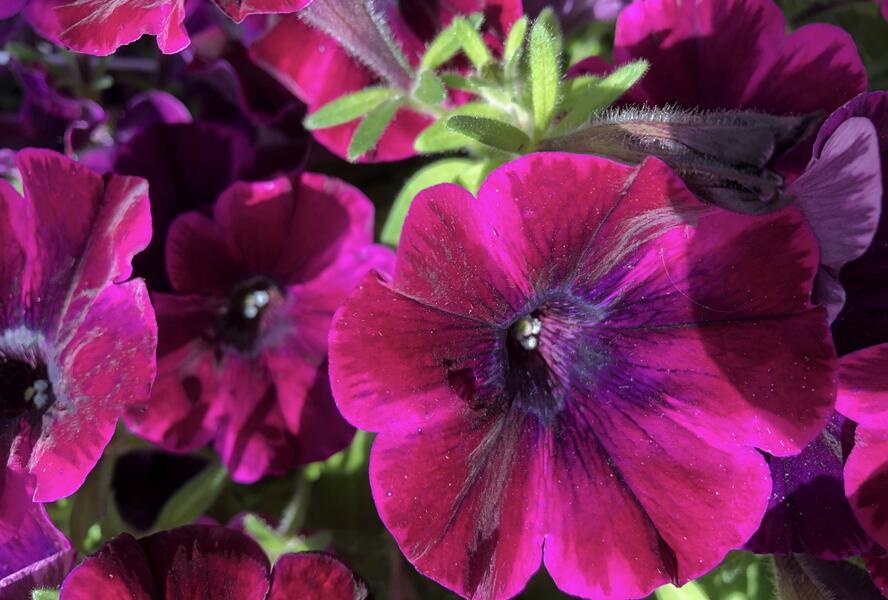 Petúnie 'Sweetunia Johnny Flame' - Petunia hybrida 'Sweetunia Johnny Flame'