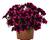 Petúnie 'Sweetunia Miss Fantastic'