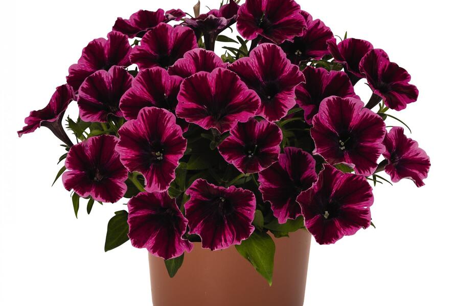 Petúnie 'Sweetunia Miss Fantastic' - Petunia hybrida 'Sweetunia Miss Fantastic'