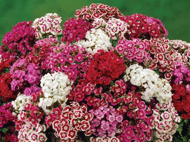 Hvozdík vousatý 'Messenger Mix' - Dianthus barbatus 'Messenger Mix'