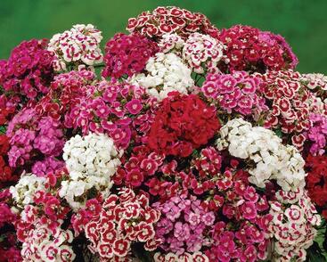 Hvozdík vousatý 'Messenger Mix'