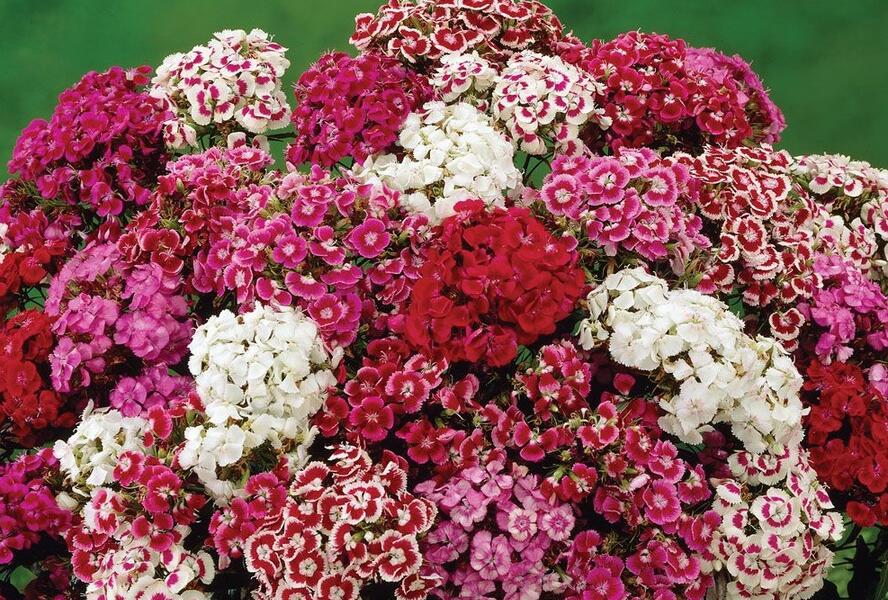 Hvozdík vousatý 'Messenger Mix' - Dianthus barbatus 'Messenger Mix'