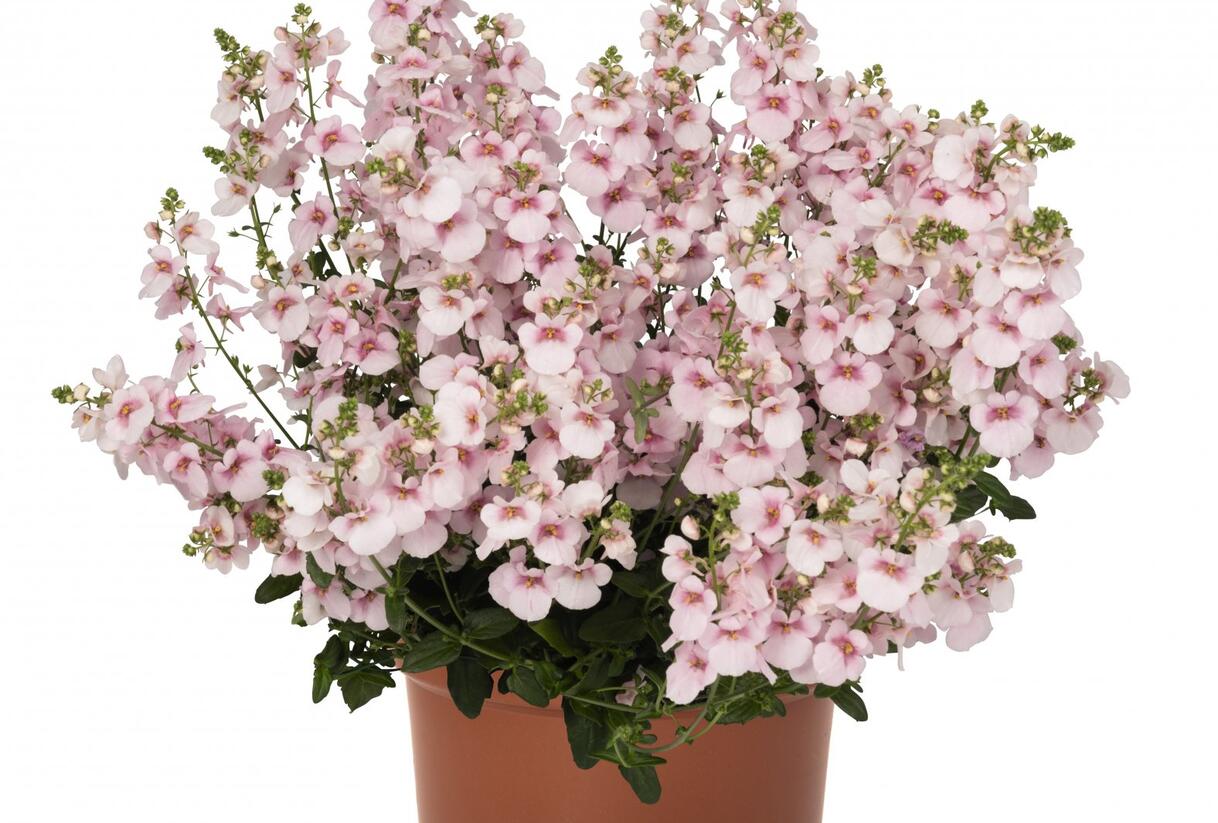 Ostruhatka 'My Darling Appleblossom' - Diascia elegans 'My Darling Appleblossom'