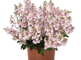 Ostruhatka 'My Darling Appleblossom' - Diascia elegans 'My Darling Appleblossom'