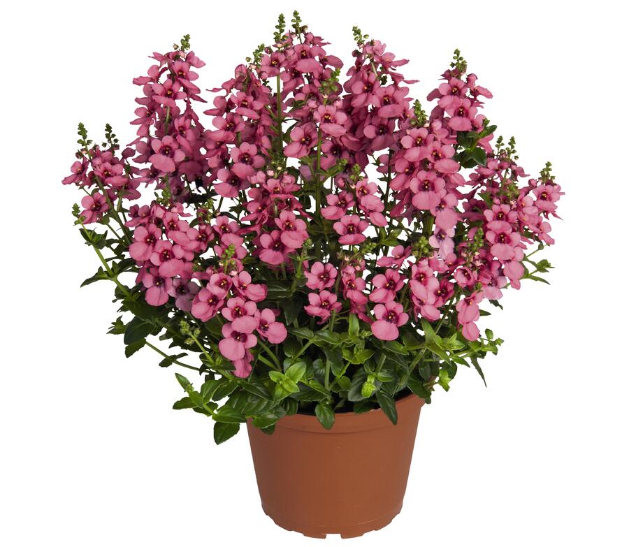 Ostruhatka 'My Darling Berry' - Diascia elegans 'My Darling Berry'