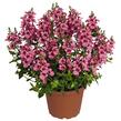 Ostruhatka 'My Darling Berry' - Diascia elegans 'My Darling Berry'