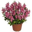 Ostruhatka 'My Darling Berry' - Diascia elegans 'My Darling Berry'