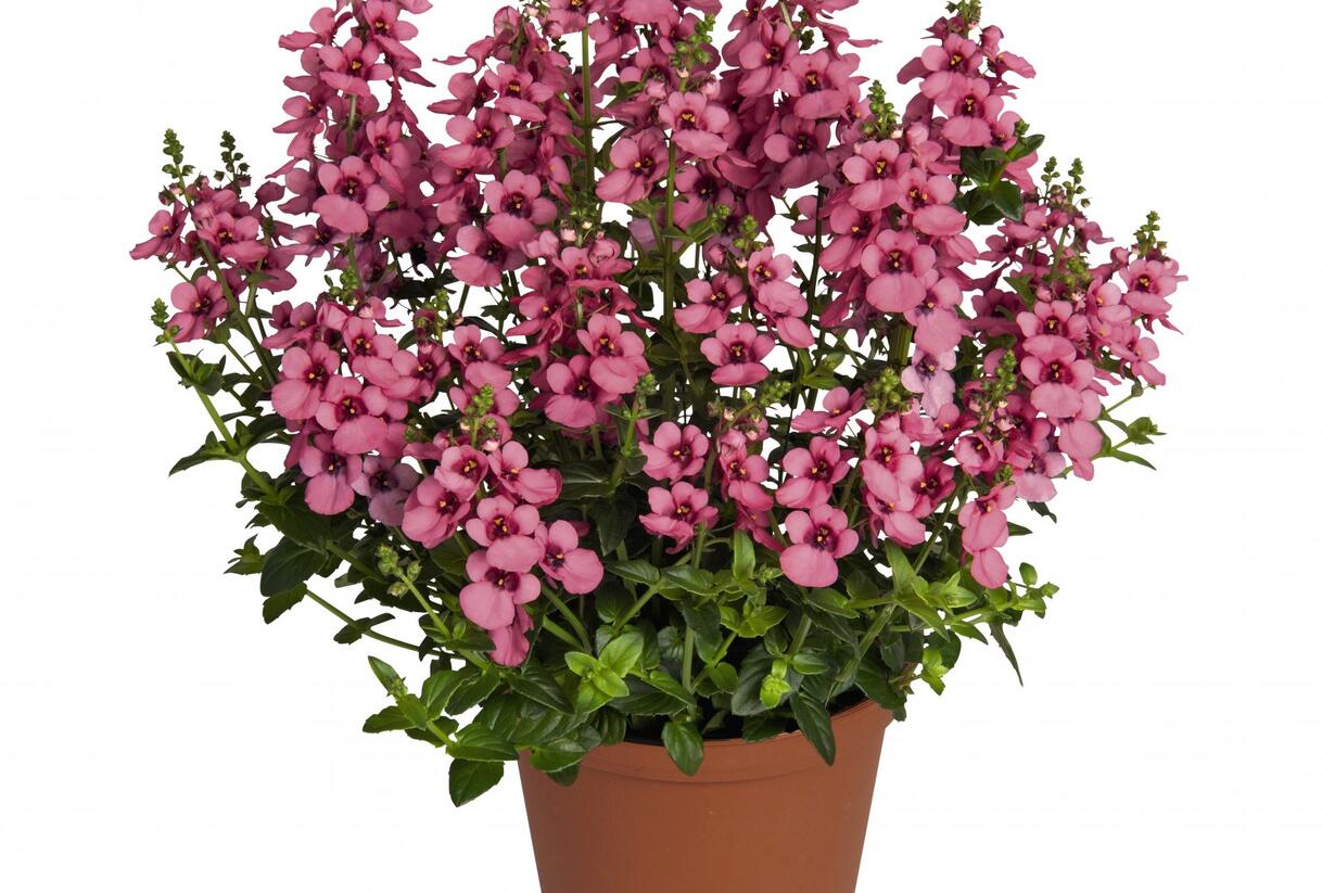 Ostruhatka 'My Darling Berry' - Diascia elegans 'My Darling Berry'