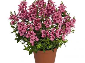 Ostruhatka 'My Darling Berry' - Diascia elegans 'My Darling Berry'