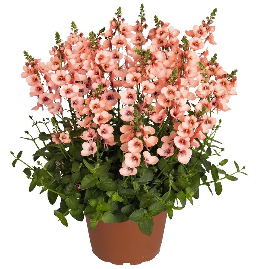 Ostruhatka 'My Darling Peach' - Diascia elegans 'My Darling Peach'