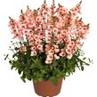 Ostruhatka 'My Darling Peach' - Diascia elegans 'My Darling Peach'