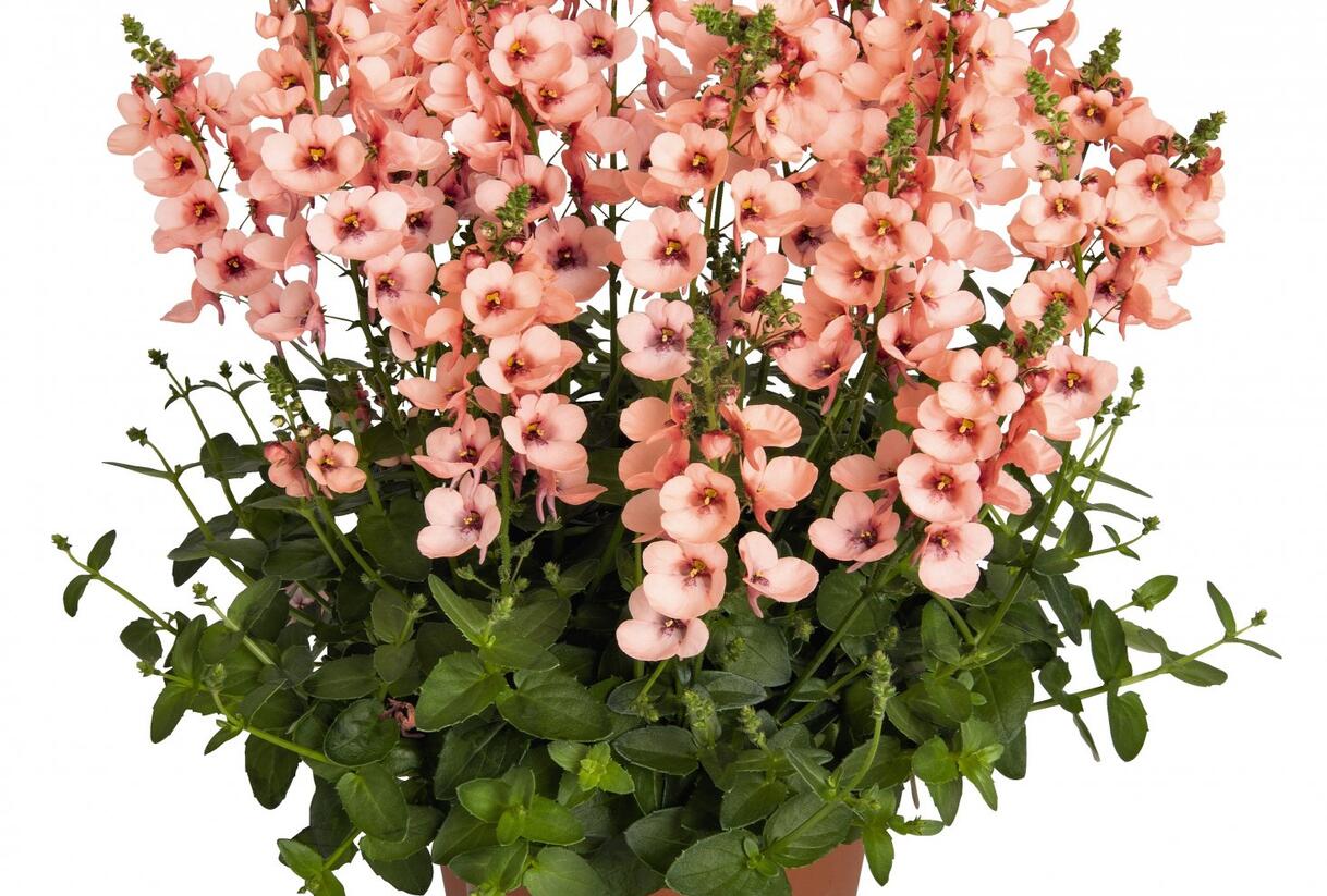 Ostruhatka 'My Darling Peach' - Diascia elegans 'My Darling Peach'