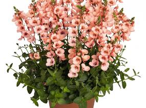 Ostruhatka 'My Darling Peach' - Diascia elegans 'My Darling Peach'