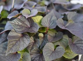 Povíjnice batátová 'Cameo' - Ipomoea batatas 'Cameo'