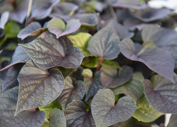 Povíjnice batátová 'Cameo' - Ipomoea batatas 'Cameo'