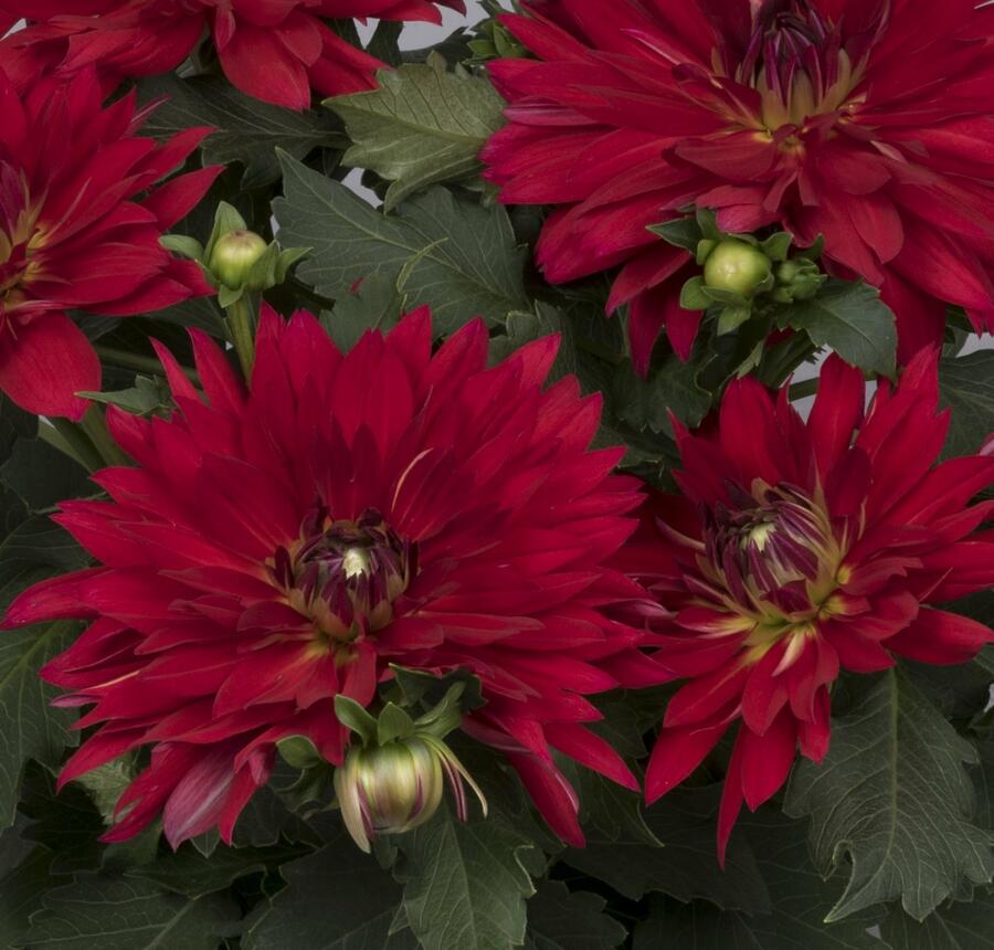 Jiřina XXL 'Ruby Red' - Dahlia XXL 'Ruby Red'