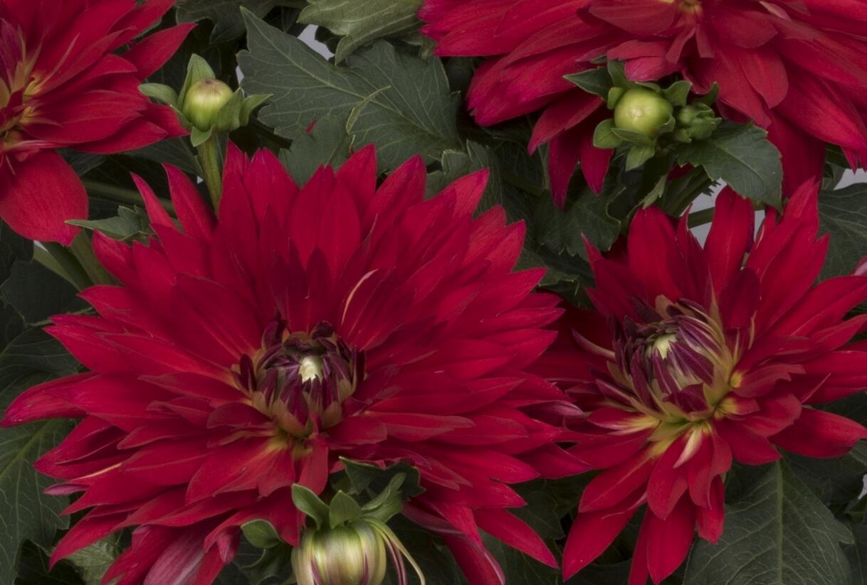 Jiřina XXL 'Ruby Red' - Dahlia XXL 'Ruby Red'