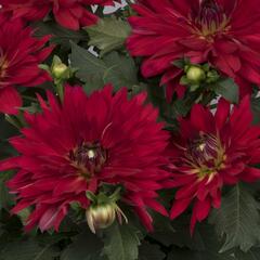 Jiřina XXL 'Ruby Red' - Dahlia XXL 'Ruby Red'