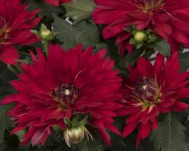 Jiřina XXL 'Ruby Red'