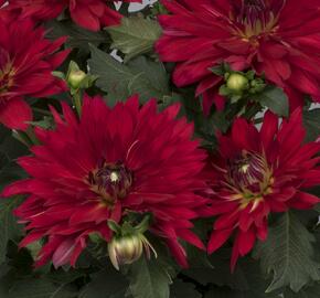 Jiřina XXL 'Ruby Red' - Dahlia XXL 'Ruby Red'