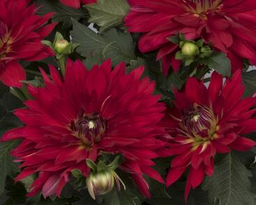 Jiřina XXL 'Ruby Red'