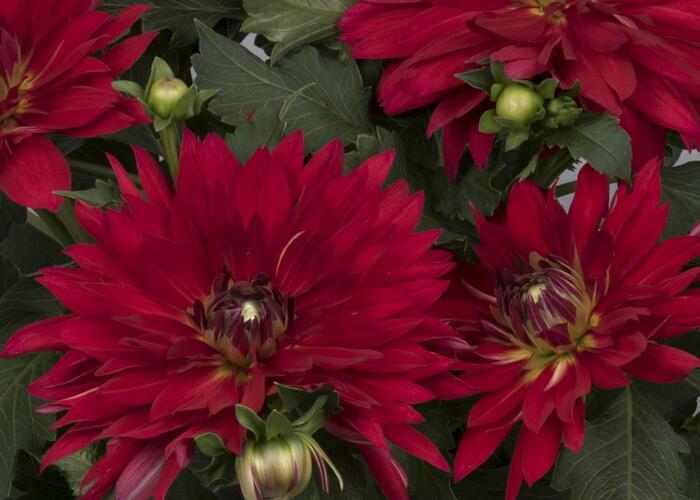 Jiřina XXL 'Ruby Red' - Dahlia XXL 'Ruby Red'