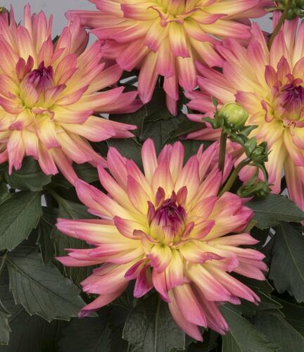 Jiřina XXL 'Laredo' - Dahlia XXL 'Laredo'