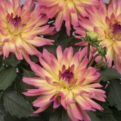 Jiřina XXL 'Laredo' - Dahlia XXL 'Laredo'