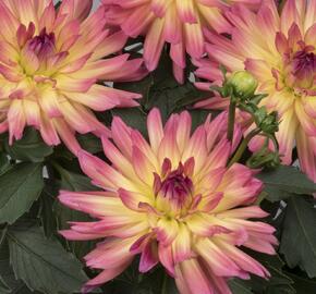 Jiřina XXL 'Laredo' - Dahlia XXL 'Laredo'