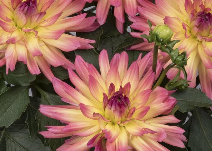 Jiřina XXL 'Laredo' - Dahlia XXL 'Laredo'